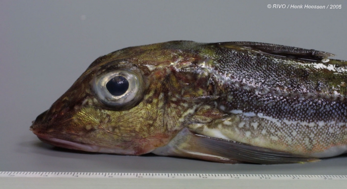 Eutrigla gurnardus (Linnaeus, 1758) Eutrigla gurnardus (Linnaeus, 1758)
