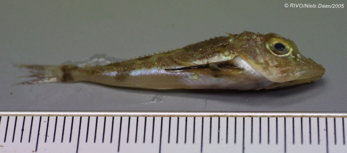 Eutrigla gurnardus (Linnaeus, 1758) Eutrigla gurnardus (Linnaeus, 1758)
