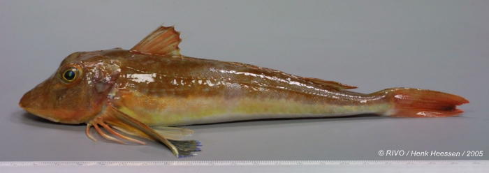 Chelidonichthys lucerna (Linnaeus, 1758) Chelidonichthys lucerna (Linnaeus, 1758)
