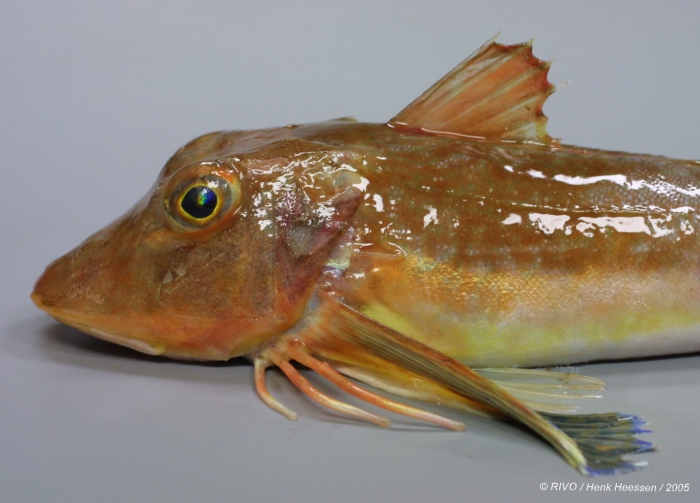 Chelidonichthys lucerna (Linnaeus, 1758) Chelidonichthys lucerna (Linnaeus, 1758)