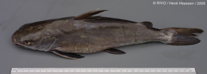 Arius heudelotii Valenciennes, 1840 Arius heudelotii Valenciennes, 1840