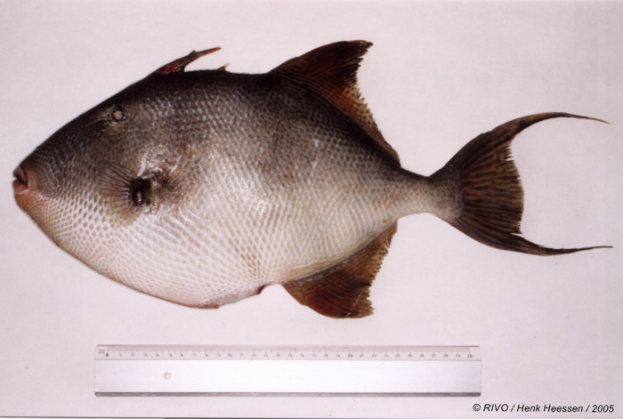 Balistes carolinensis Gmelin, 1789 Balistes carolinensis Gmelin, 1789