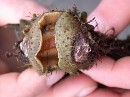 Punta arenas; camouflaged specimen