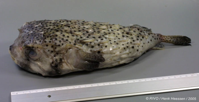 Chilomycterus atringa (Linnaeus, 1758) Chilomycterus atringa (Linnaeus, 1758)