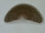 Holotype head valve