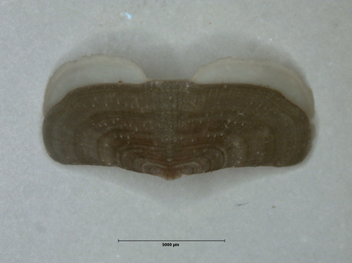 Holotype intermediate valve