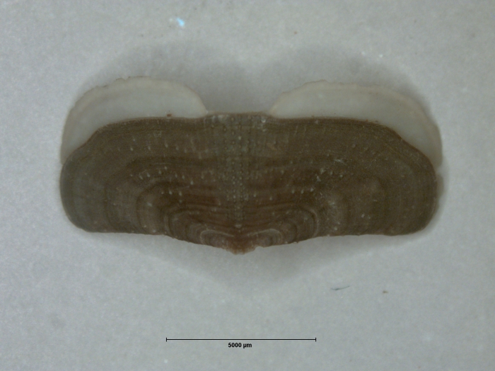 Holotype intermediate valve