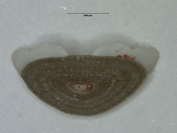 Holotype tail valve