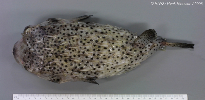 Chilomycterus atringa (Linnaeus, 1758) Chilomycterus atringa (Linnaeus, 1758)