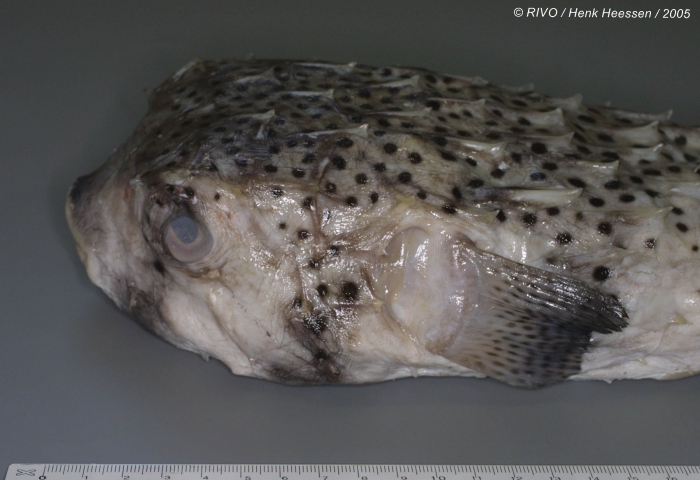 Chilomycterus atringa (Linnaeus, 1758) Chilomycterus atringa (Linnaeus, 1758)
