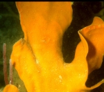 JPG file