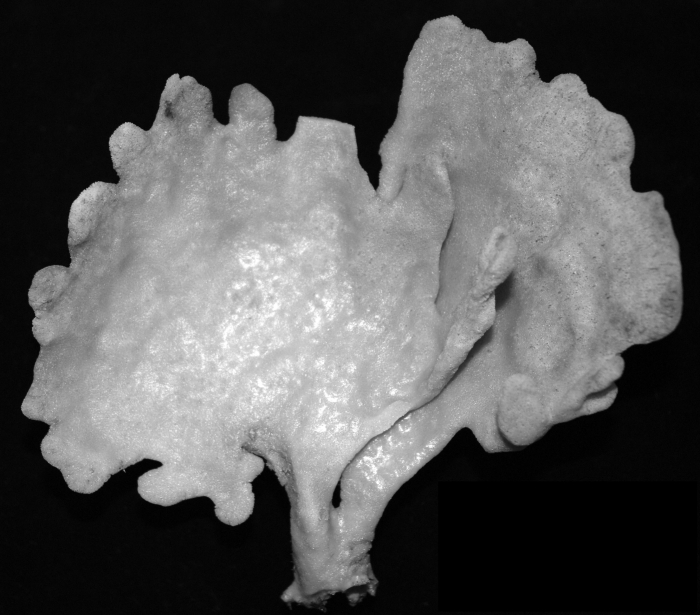 Axinella sinoxea Axinella sinoxea