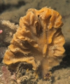 Porifera (sponges)