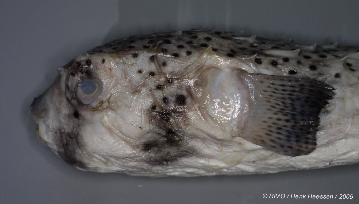 Chilomycterus atringa (Linnaeus, 1758) Chilomycterus atringa (Linnaeus, 1758)