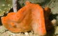 Porifera (sponges)