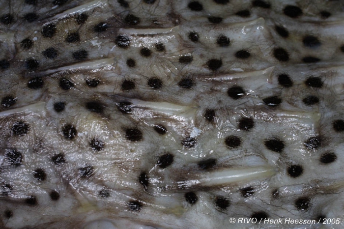 Chilomycterus atringa (Linnaeus, 1758) Chilomycterus atringa (Linnaeus, 1758)
