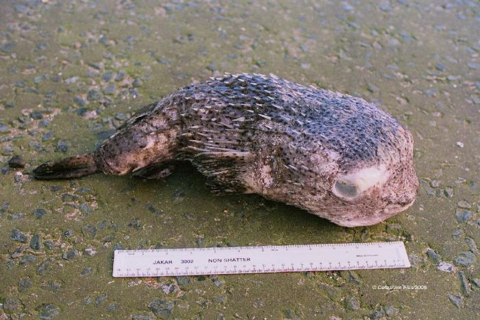 Diodon hystrix Linnaeus, 1758 Diodon hystrix Linnaeus, 1758