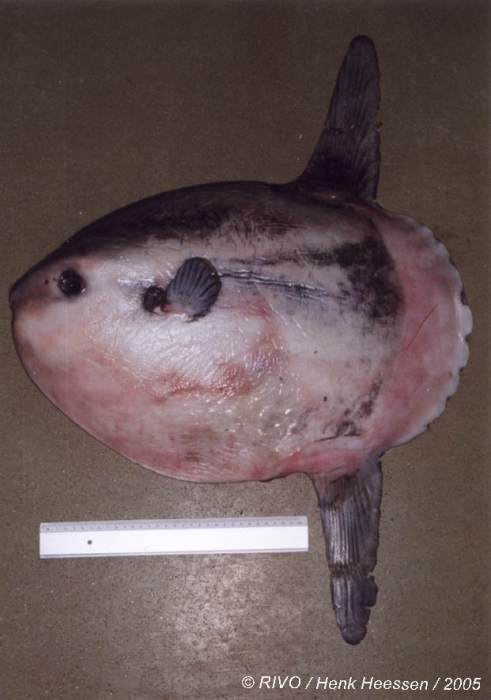 Mola mola (Linnaeus, 1758) Mola mola (Linnaeus, 1758)