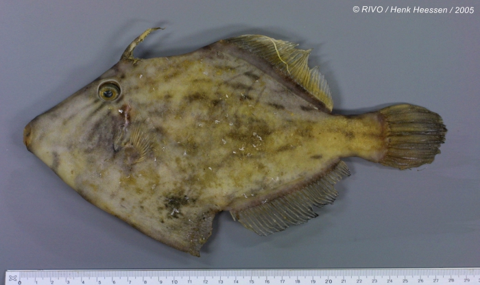 Stephanolepis hispidus (Linnaeus, 1766 Stephanolepis hispidus (Linnaeus, 1766
