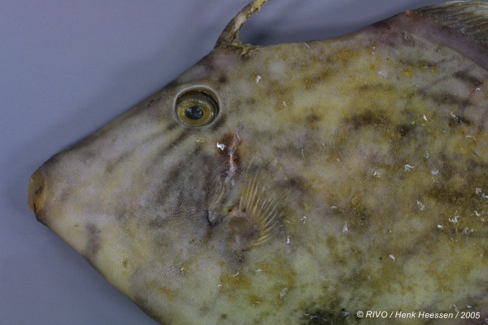 Stephanolepis hispidus (Linnaeus, 1766 Stephanolepis hispidus (Linnaeus, 1766