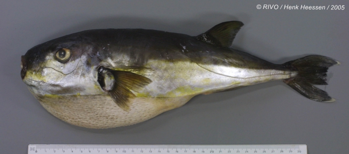 Lagocephalus lagocephalus (Linnaeus, 1758) Lagocephalus lagocephalus (Linnaeus, 1758)