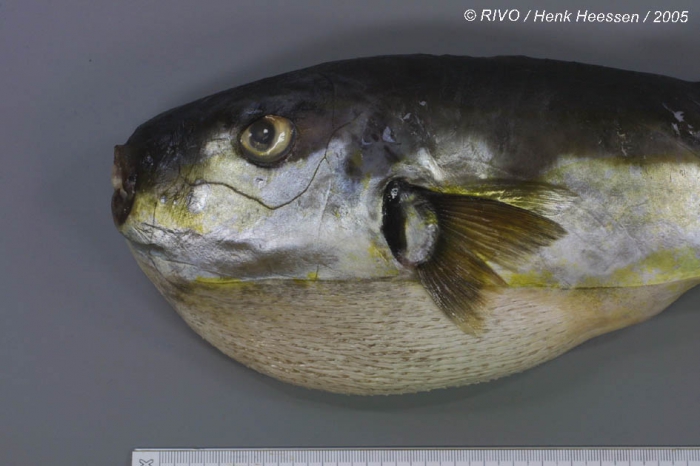Lagocephalus lagocephalus (Linnaeus, 1758) Lagocephalus lagocephalus (Linnaeus, 1758)