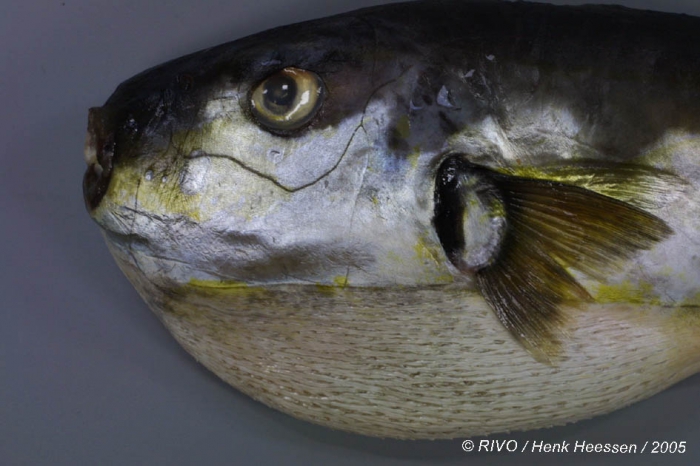 Lagocephalus lagocephalus (Linnaeus, 1758) Lagocephalus lagocephalus (Linnaeus, 1758)