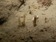 Oceanapia isodictyiformis in situ