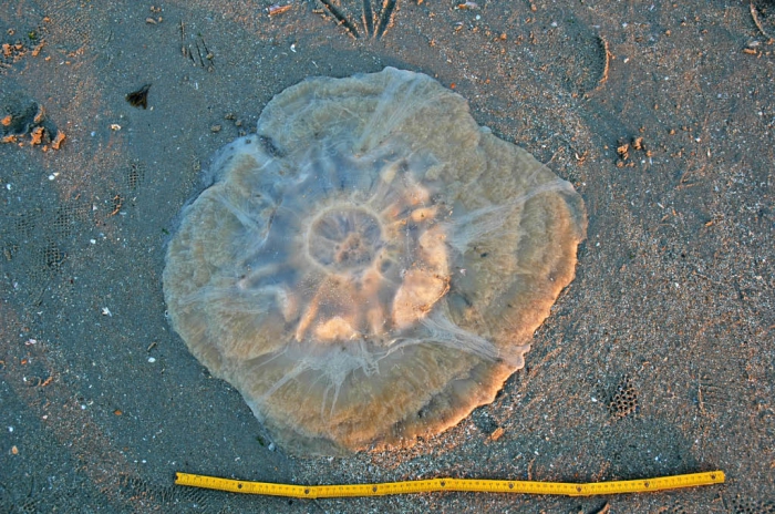 Cyanea capillata (Linnaeus, 1758) Cyanea capillata (Linnaeus, 1758)