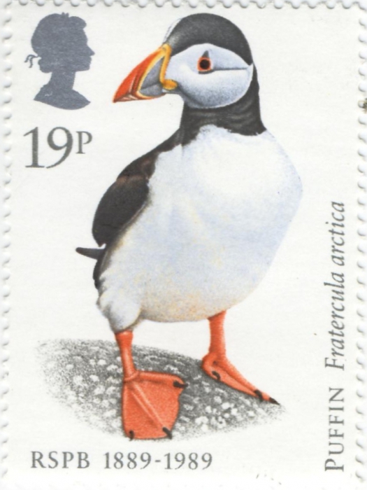 Fratercula arctica Fratercula arctica