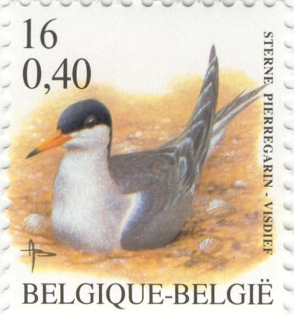 Sterna hirundo Sterna hirundo