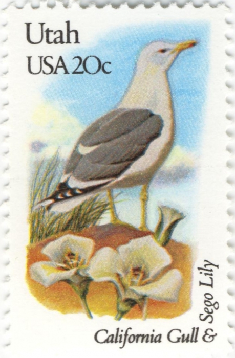 Larus californicus