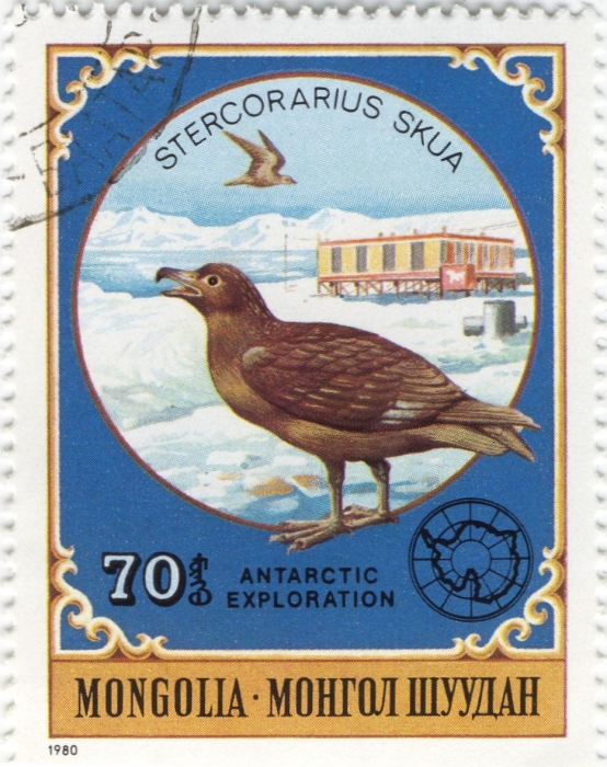 Stercorarius antarcticus