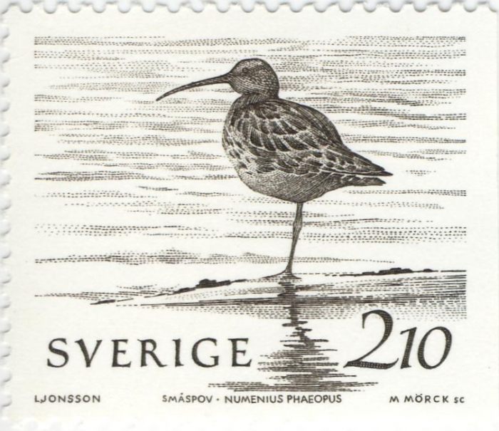 Numenius phaeopus