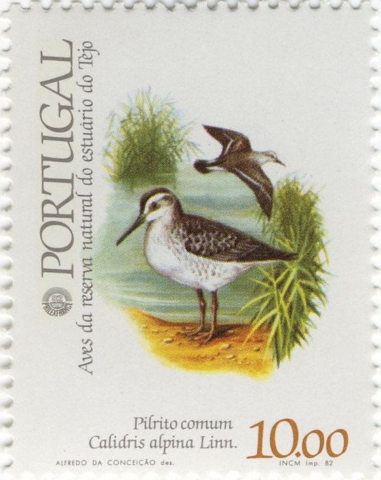 Calidris alpina Calidris alpina
