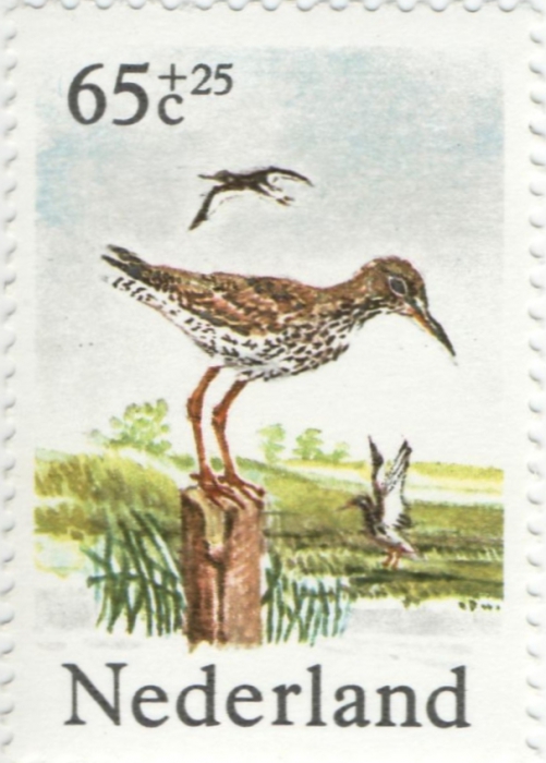 Tringa totanus Tringa totanus