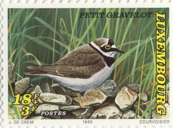 Charadrius dubius Charadrius dubius