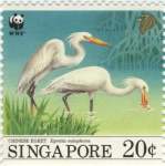 Egretta eulophotes