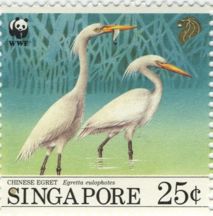 Egretta eulophotes