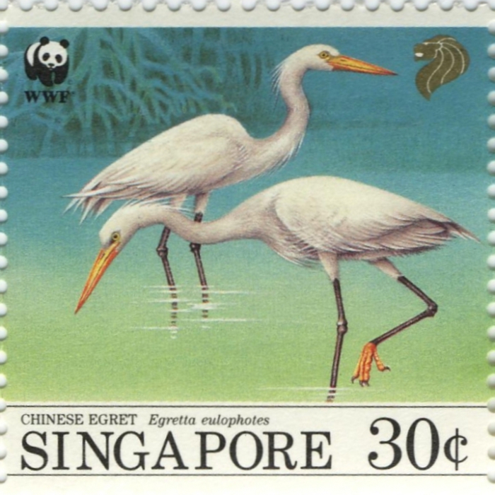 Egretta eulophotes