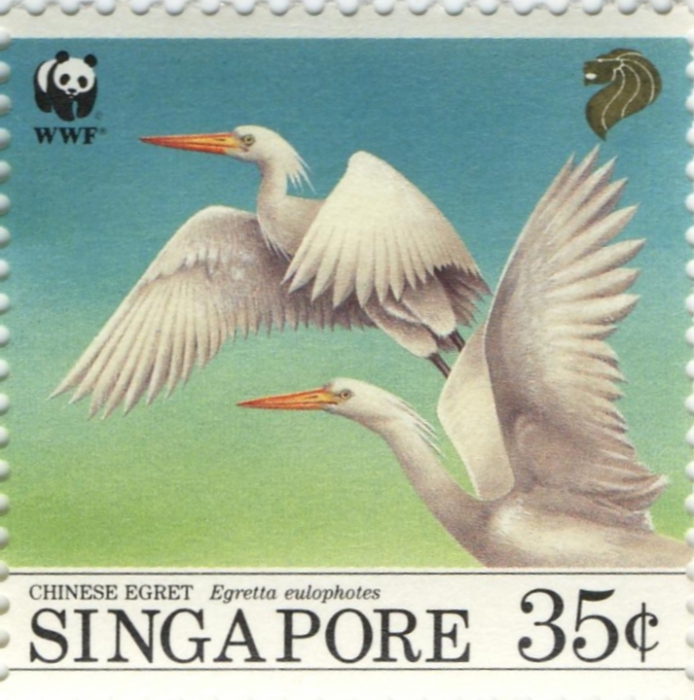 Egretta eulophotes