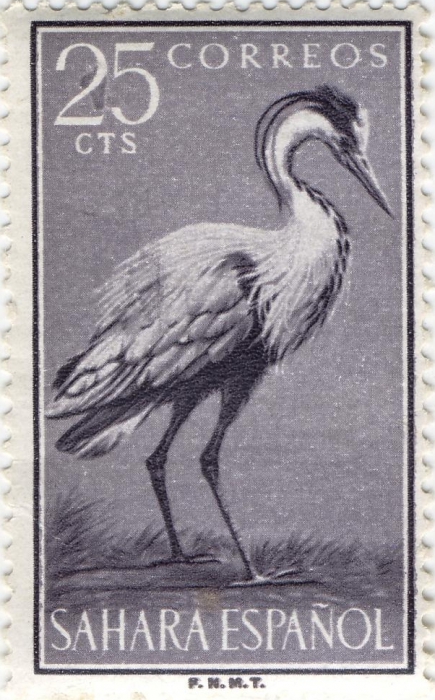 Ardea cinerea Ardea cinerea