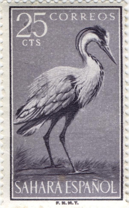 Ardea cinerea