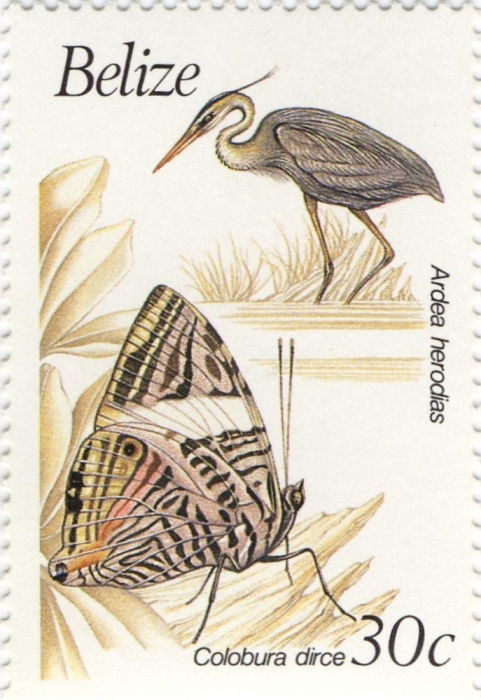 Ardea herodias