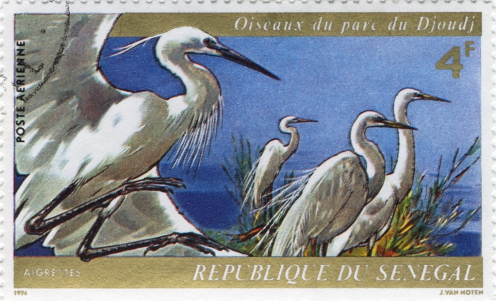 Egretta alba & Egretta garzetta