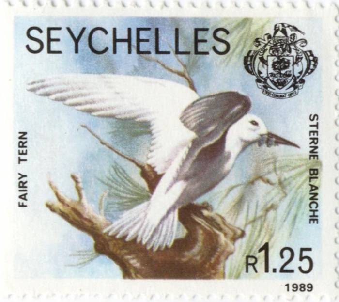 Gygis alba Gygis alba