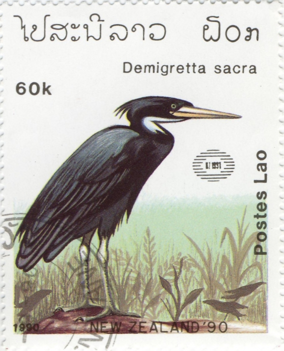 Egretta sacra