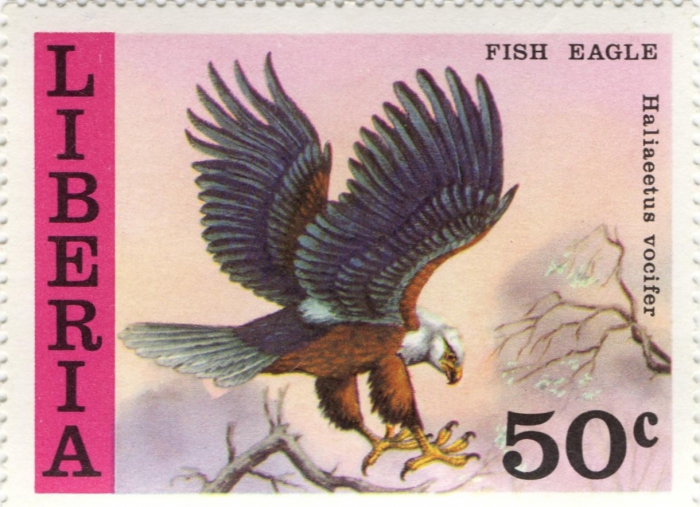 Haliaeetus vocifer Haliaeetus vocifer