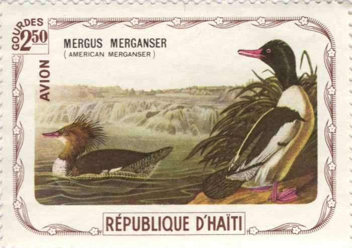Mergus merganser Mergus merganser