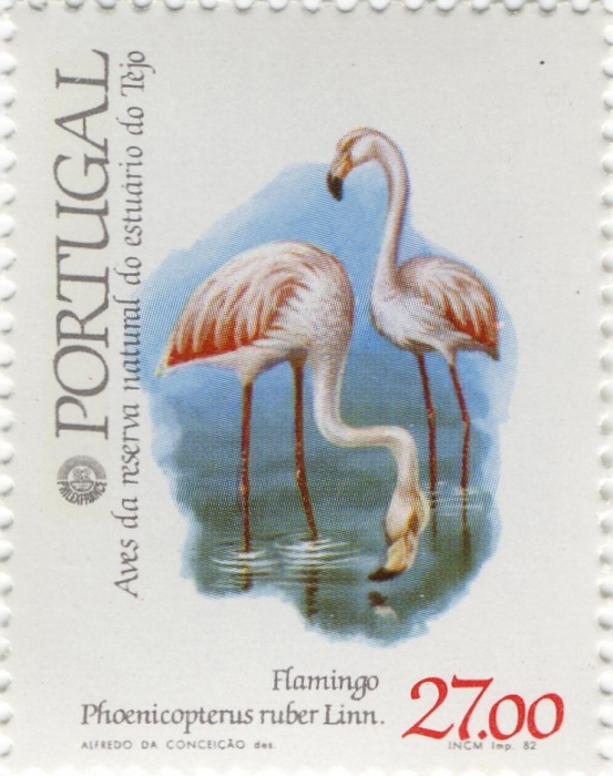 Phoenicopterus ruber Phoenicopterus ruber